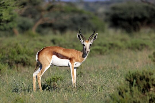 Springbok (Antidorcas marsupialis), adult, male, foraging, vigilant, Mokala National Park, Northern Cape, South Africa