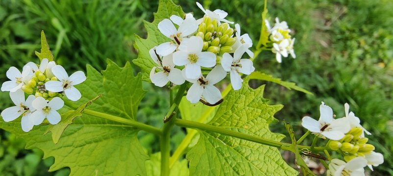 white flowers in the garden