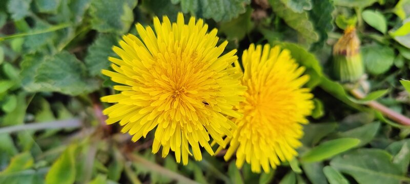 yellow dandelion flower