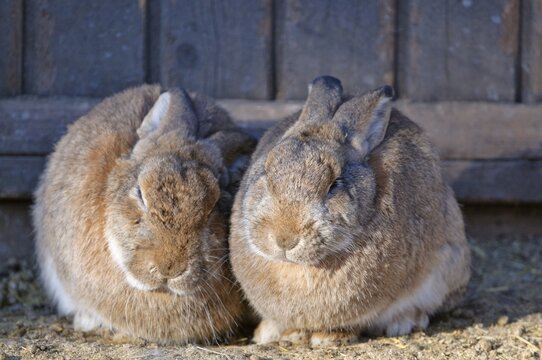 Rabbits, Hohe Wand, Lower Austria