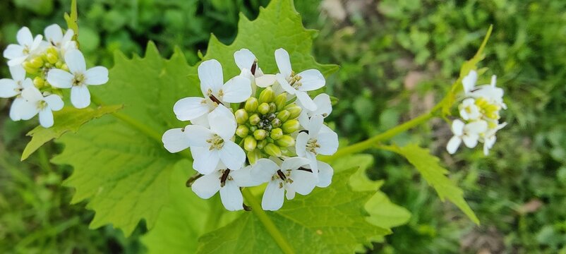 white flowers in the garden