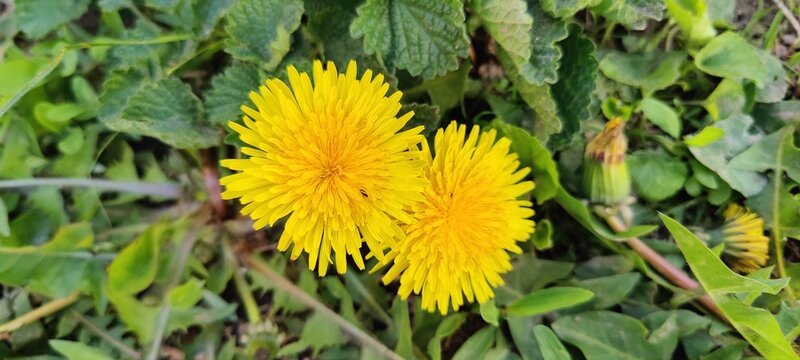 yellow flowers in the park