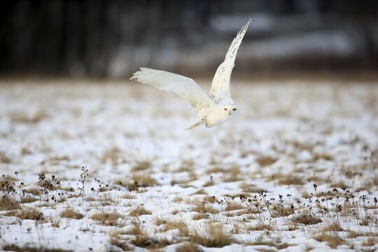 Snowy Owl, Great white owl (Nyctea scandiaca) adult flying up in snow, winter, Zdarske Vrchy, Bohemian-Moravian Highlands, Czech Republic
