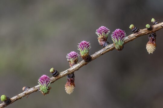Larch blossoms (Larix decidua), Emsland, Lower Saxony, Germany