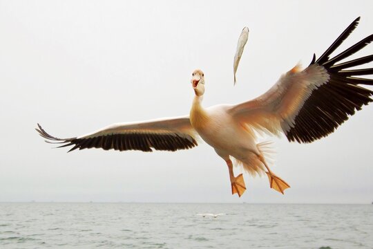 Great white pelican (Pelecanus onocrotalus), catches thrown fish, Walfish Bay, Erongo Region, Namibia