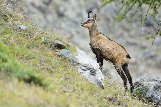 Chamois (Rupicapra Rupicapra), standing in steep terrain, Canton Valais, Switzerland