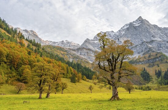 Maple tree with autumn leaves, autumn landscape in Ri&szlig;tal with Spritzkarspitze, Gro&szlig;er Ahornboden, Engalpe, Eng, Hinterri&szlig; municipality, Karwendel Mountains, Karwendel Alpine Park, Tyrol, Austria