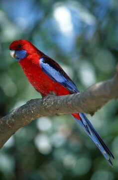 Pennant's Rosella, Australia, Crimson Rosella (Platycercus elegans)