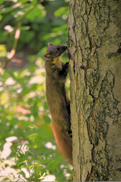 European pine marten (Martes martes), adult, climbing, tree trunk, foraging, Germany