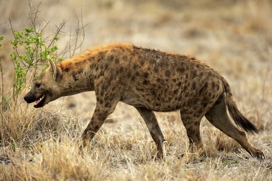 Spotted hyena (Crocuta crocuta), adult stalking through dry grassland, alert, Kruger National Park, South Africa