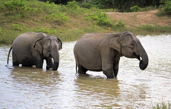 Sri Lankan elephant (Elephas maximus maximus), two females crossing water, Yala National Park, Sri Lanka