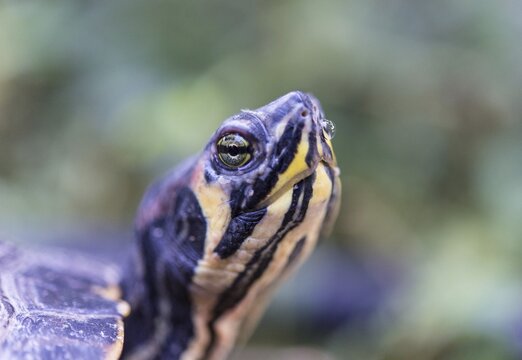 Florida Redbelly Turtle (Pseudemys nelsoni), native to Florida