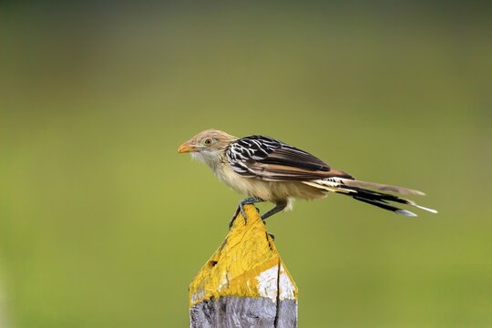 Guira cuckoo (Guira Guira), adult on the lookout, Pantanal, Mato Grosso, Brazil