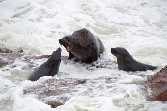 Brown Fur Seals (Arctocephalus pusillus) in the breakers at Cape Cross, Namibia, Africa
