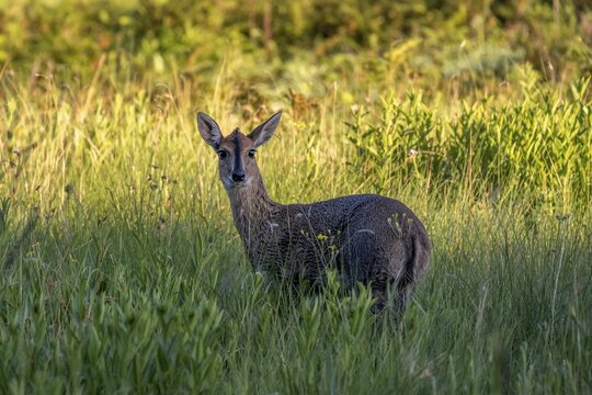 Common duiker (Sylvicapra grimmia), also known as the gray duiker or bush duiker, Golden Gate Nationalpark, South Africa