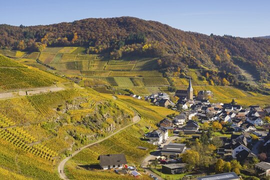 Vineyards in autumn, Mayscho&szlig; with parish church, red wine growing region Ahrtal, red wine of the Pinot Noir and Portugieser grape is grown here, Eifel, Rhineland-Palatinate, Germany