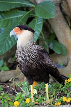 Southern crested caracara (Polyborus plancus), adult, foraging, Pantanal, Mato Grosso, Brazil