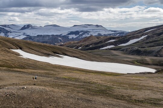Hiker, Snowfield, Rhyolite mountains, Landmannalaugar, Fjallabak, Icelandic highlands, Iceland