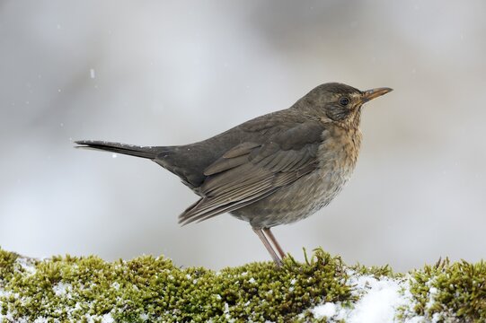 Blackbird (Turdus merula), female, Bulgaria, Europe