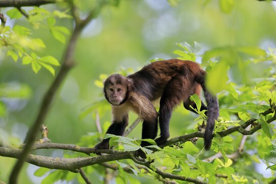 Golden-bellied capuchin (Sapajus xanthosternos), adult, on tree, captive, Brazil, South America