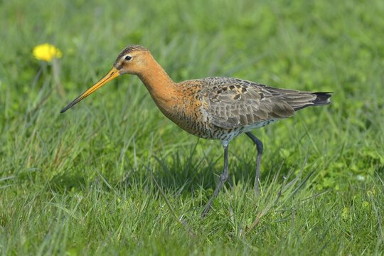 Black-tailed Godwit (Limosa limosa), male in breeding plumage foraging for food, Waal en Burg nature reserve, Texel, West Frisian Islands, province of North Holland, Netherlands