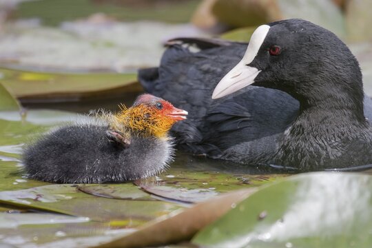Common Coot (Fulica atra) with chick, North Hesse, Hesse, Germany