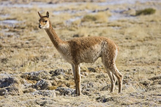 Vicu&ntilde;a (Vicugna vicugna), El Tatio Geyser Field, Regi&oacute;n de Antofagasta, Chile, South America