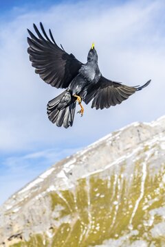 Alpine Chough (Pyrrhocorax graculus) in flight, Karwendel Mountains, Karwendel Alpine Park, Tyrol, Austria