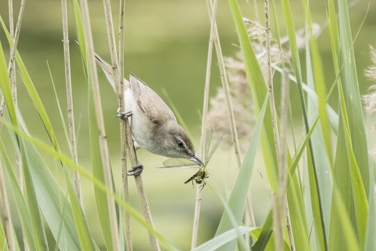 Reed warbler (Acrocephalus scirpaceus) with captured dragonfly in its beak, Hesse, Germany