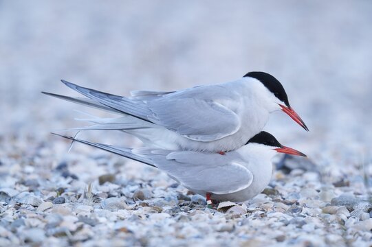 Common Terns (Sterna hirundo), mating, Ouedeschild, Texel, Texel, West Frisian Islands, province of North Holland, The Netherlands