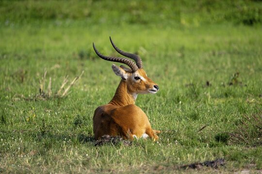 Ugandan antelope (Kobus thomasi) also known as Uganda kob, sitting in green grass, male, Murchison Falls National Park, Uganda