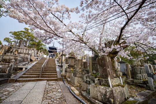 Cemetery and cherry blossom at sunset, stairway to three-story pagoda, Konkai-Komyoji Temple, Kurodanichō, Kyoto, Japan