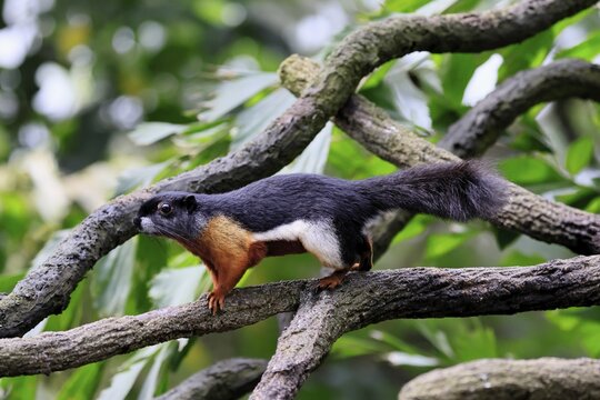 Finlayson's squirrel (Callosciurus finlaysonii), adult, on tree, foraging, Singapore, Southeast Asia
