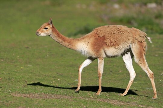 Vicu&ntilde;a (Vicugna vicugna), adult, alert, running, changing coat, captive