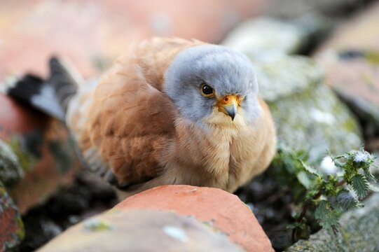 Lesser Kestrel (Falco naumanni), male, sitting outside nestbox