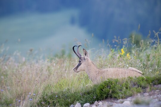 Chamois (Rupicapra rupicapra), lying in mountain meadow, Vosges, Alsace-Lorraine, France