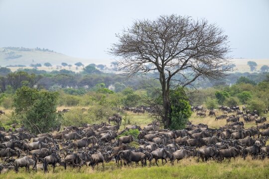 Wildebeest (Connochaetes taurinus), migrating herd of wildebeest, Great Migration at the Mara River, Serengeti National Park, Tanzania