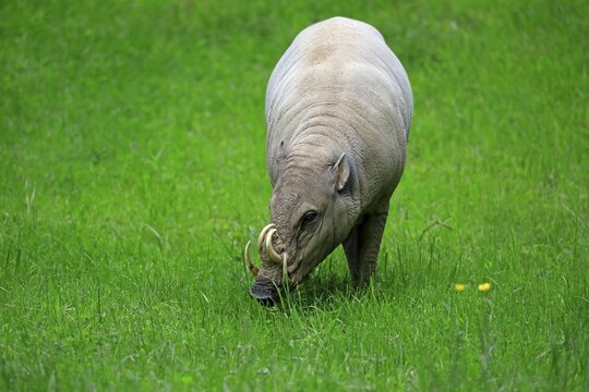 North sulawesi babirusa (Babyrousa celebensis), adult, male, foraging, captive, Sulawesi