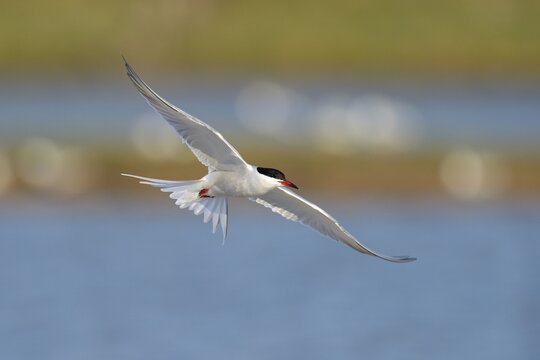 Common Tern (Sterna hirundo) in flight over a nesting colony, Wagejot Nature Reserve, Texel, West Frisian Islands, province of North Holland, Netherlands