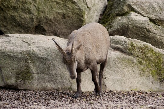 Ibex (capra ibex)