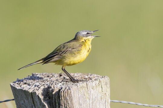 Yellow Wagtail (Motacilla flava) on fence post, Lower Saxony, Germany