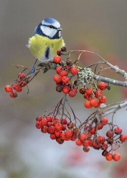 Blue tit (Cyanistes caeruleus), on a lichen-covered rowan branch with red berries, Swabian Alb Biosphere Reserve, Baden-W&uuml;rttemberg, Germany