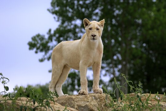 Lion (Panthera leo), adult female, lioness, white lion, colour mutation, standing on a rock, native to Africa, captive, England, United Kingdom
