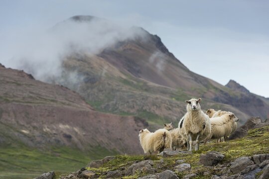 Sheep in front of Rhyolite Mountains, Gagnhei&eth;i, V&iacute;knasl&oacute;dir, Iceland