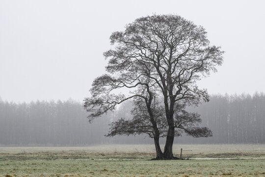 Black alder (Alnus glutinosa), Fischerhude, Lower Saxony, Germany