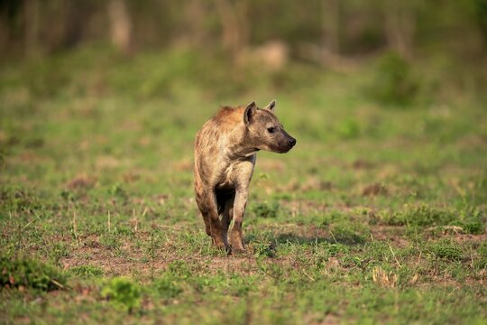 Spotted hyena (Crocuta crocuta), adult, Kruger National Park, South Africa