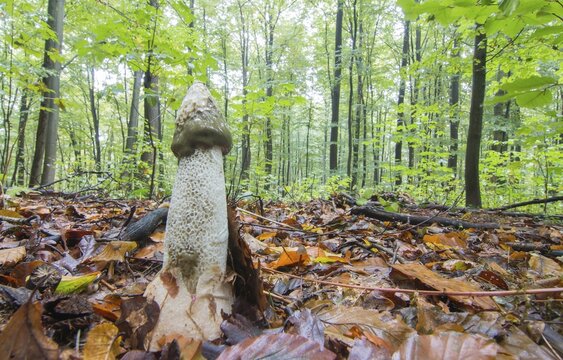 Common Stinkhorn (Phallus impudicus)