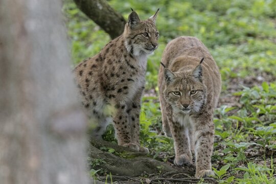 Eurasian lynx (Lynx lynx), captive), coordination enclosure H&uuml;tscheroda, Thuringia, Germany
