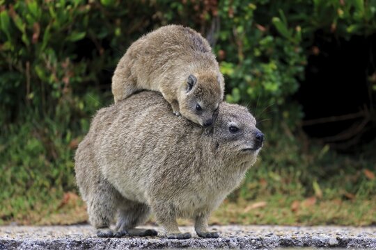 Rock Hyrax (Procavia capensis) adult female with young on back, social behavior, Betty's Bay, Western Cape, South Africa