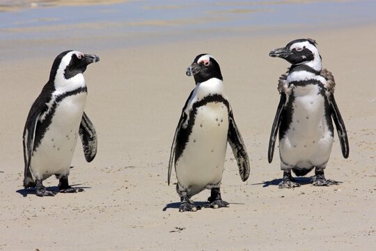 Jackass Penguin, Black-footed Penguin or African Penguin (Spheniscus demersus), small group with young on the beach, Boulder, Simon's Town, Western Cape, South Africa